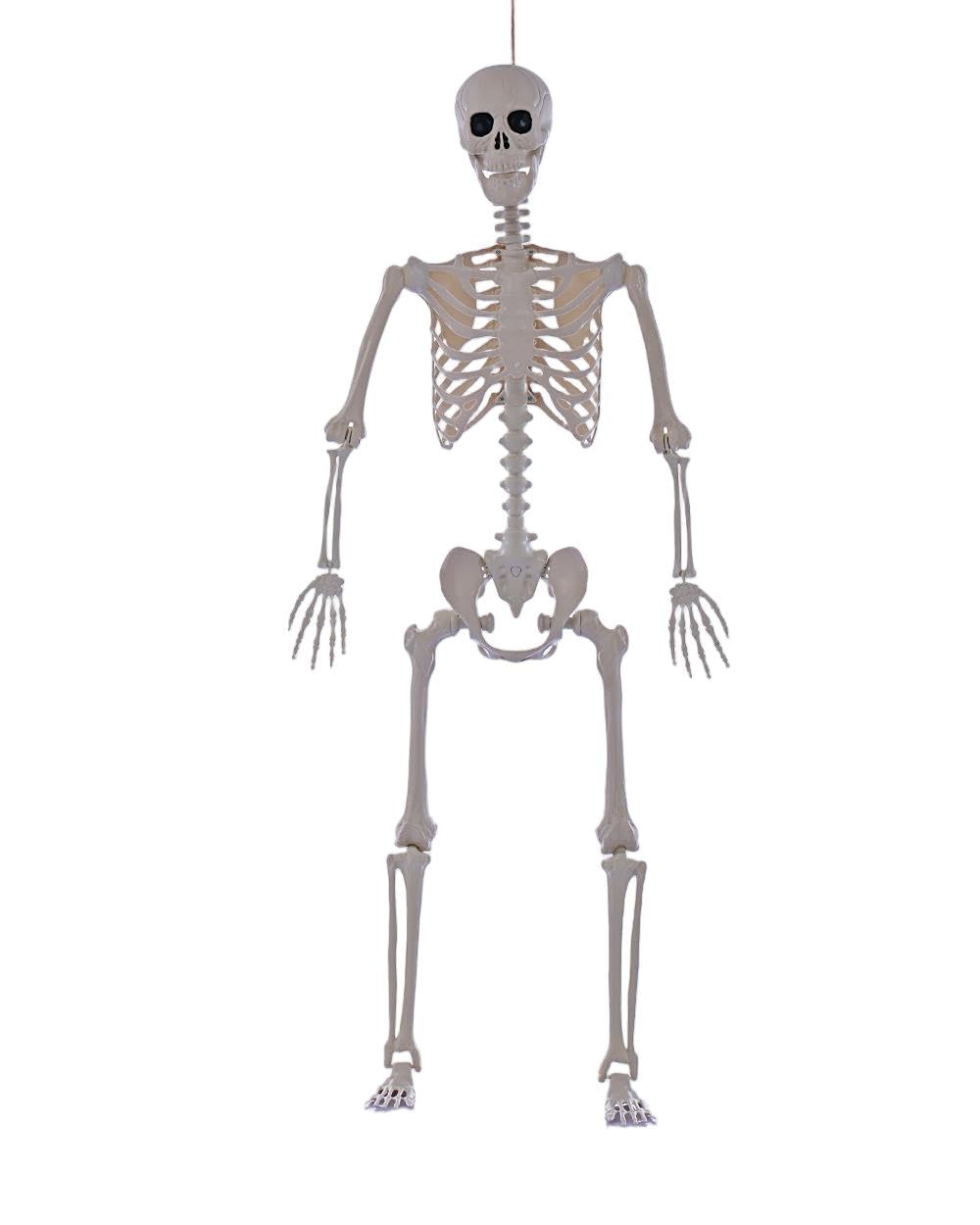 Life Size Posable Full Body Skeleton with Movable Joints E9270