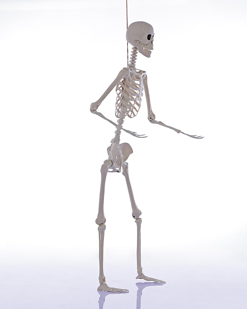 Life Size Posable Full Body Skeleton with Movable Joints E9270